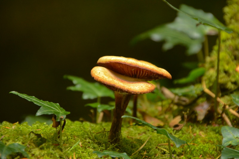 Pilze auf einem Baum